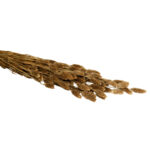 Glanzgräser Phalaris, 250g Bund, gold, Länge 50 – 60 cm