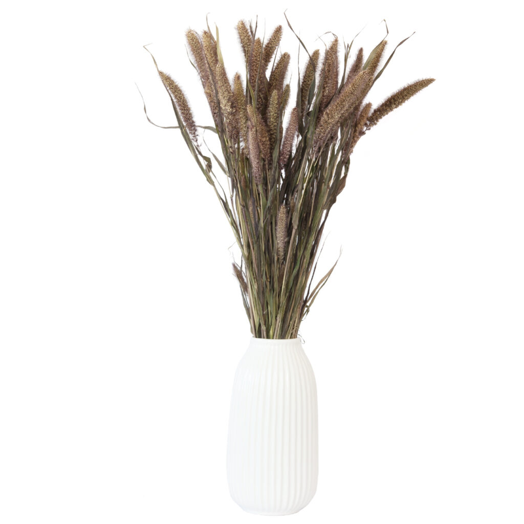 Setaria Wildhirse, Bund 150 g, dunkelgrün, Länge 50 – 70 cm Setaria Wildhirse, Bund 150 g, dunkelgrün, Länge 50 – 70 cm