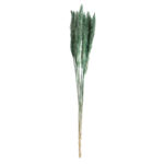 Pampasgras im 10er-Bund, Trockenblumen hübsche Deko in Vasen oder Gestecken, grün, 75 cm