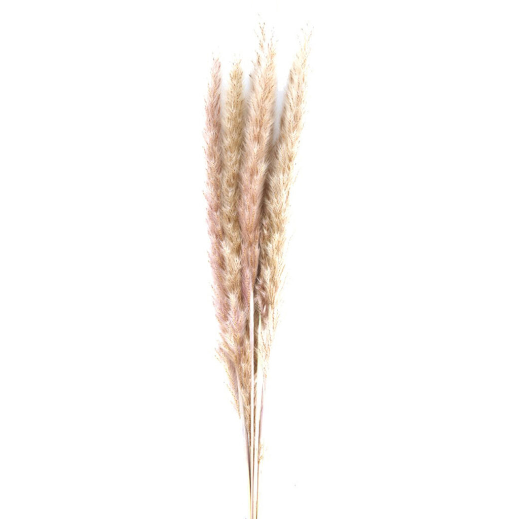 Pampasgras im 6er-Bund, Trockenblumen Deko in Vasen oder Gestecken, natur, 65 – 75 cm Pampasgras im 6er-Bund, Trockenblumen Deko in Vasen oder Gestecken, natur, 65 – 75 cm