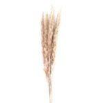 Pampasgras im 6er-Bund, Trockenblumen Deko in Vasen oder Gestecken, natur, 65 – 75 cm