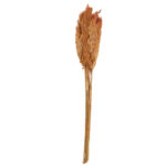 Pampasgras im 10er-Bund, Trockenblumen Deko in Vasen oder Gestecken, terracotta, 75 cm