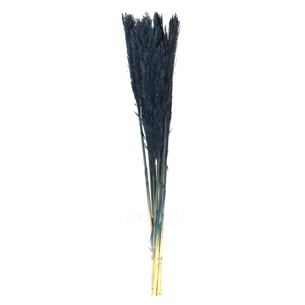 Pampasgras im 10er-Bund, Trockenblumen Deko in Vasen oder Gestecken, dunkelblau, 75 cm Pampasgras im 10er-Bund, Trockenblumen Deko in Vasen oder Gestecken, dunkelblau, 75 cm