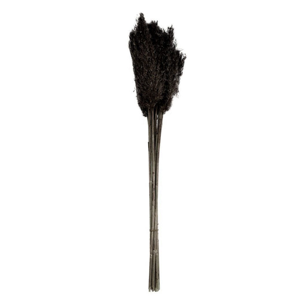Pampasgras im 10er-Bund, Trockenblumen Deko in Vasen oder Gestecken, schwarz, 75 cm Pampasgras im 10er-Bund, Trockenblumen Deko in Vasen oder Gestecken, schwarz, 75 cm