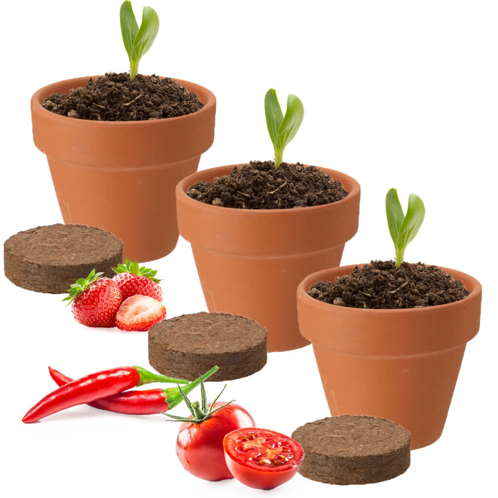 Pflanz-Set mit Tontöpfen und Samen, Pflanztöpfe