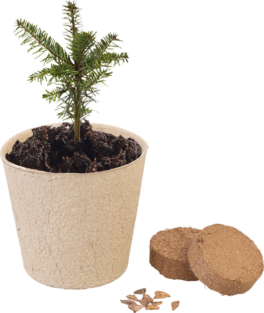 Weihnachtsbaum-Anzucht-Set inklusive 10 Nordmanntannen-Samen Weihnachtsbaum-Anzucht-Set inklusive 10 Nordmanntannen-Samen