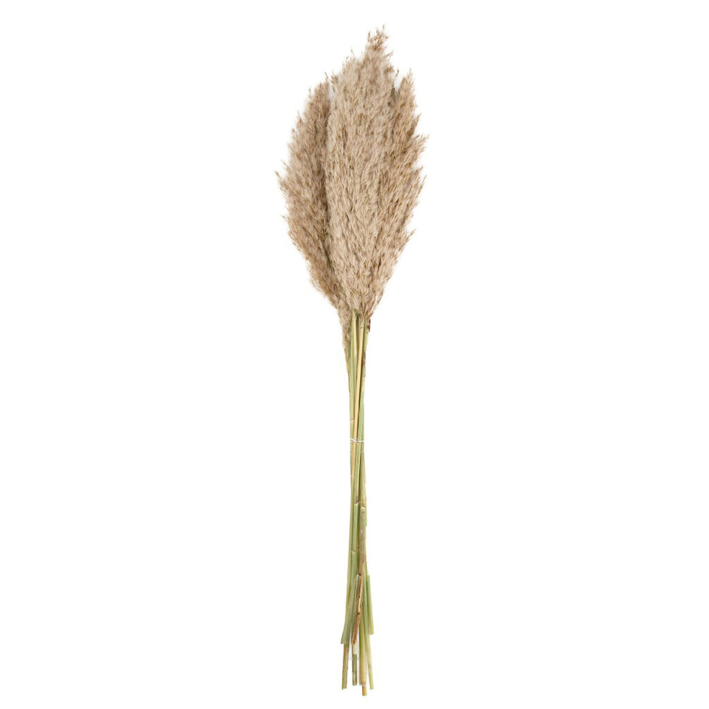 Pampasgras im 10er-Bund, Trockenblumen hübsche Deko in Vasen oder Gestecken, natur, 75 cm Pampasgras im 10er-Bund, Trockenblumen hübsche Deko in Vasen oder Gestecken, natur, 75 cm