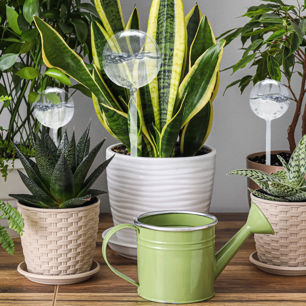 2er-Set Bewässerungskugeln aus Glas, 2 Grössen 2er-Set Bewässerungskugeln aus Glas, 2 Grössen