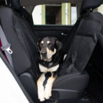 Hundedecke für die Auto-Rückbank, 148 x 140 cm