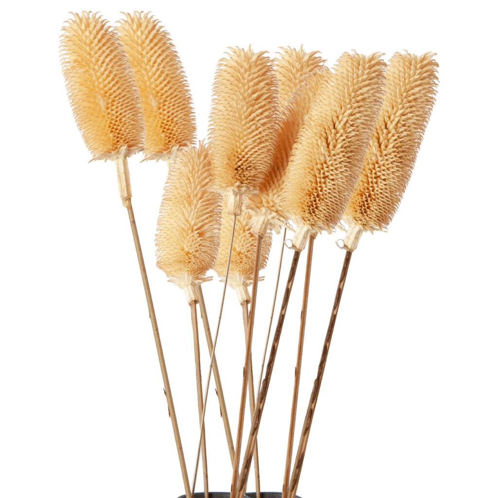 2er-Set Trockenblumen weisse Disteln mit je 5 Zweigen, Blumen Dekoration, je 70 cm