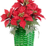 Weihnachts-Gesteck mit Weihnachtssternen im geflochtenem Korb, 22 cm