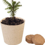 Weihnachtsbaum-Anzucht-Set inklusive 10 Nordmanntannen-Samen