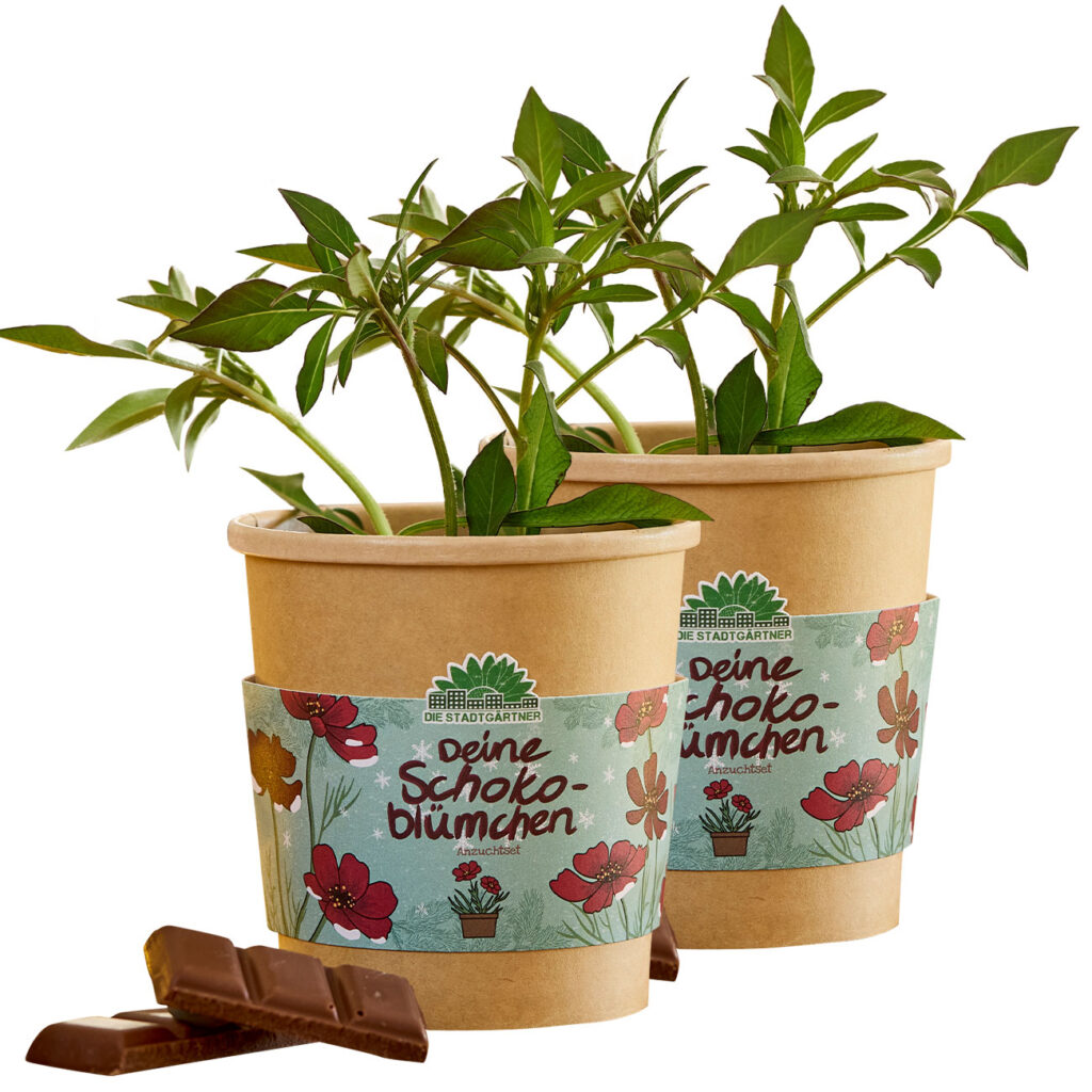 2er-Set Schokoblumen Anzucht-Set im Becher 2er-Set Schokoblumen Anzucht-Set im Becher