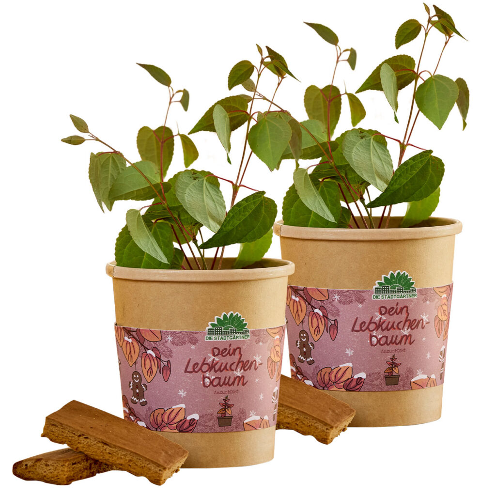 2er-Set Lebkuchenbaum Anzuchtset