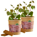 2er-Set Lebkuchenbaum Anzuchtset