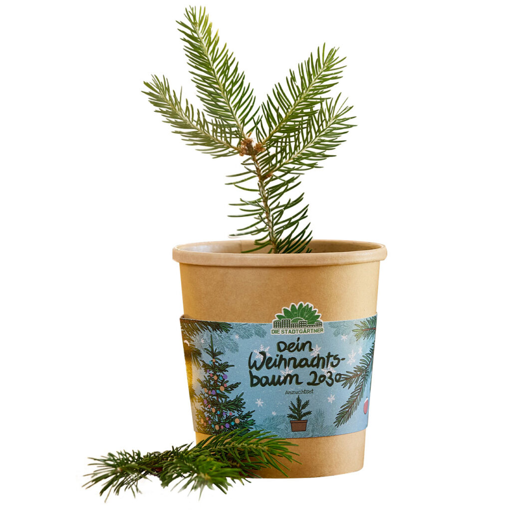 Fichten-Anzuchtset, Weihnachtsbaum für 2030