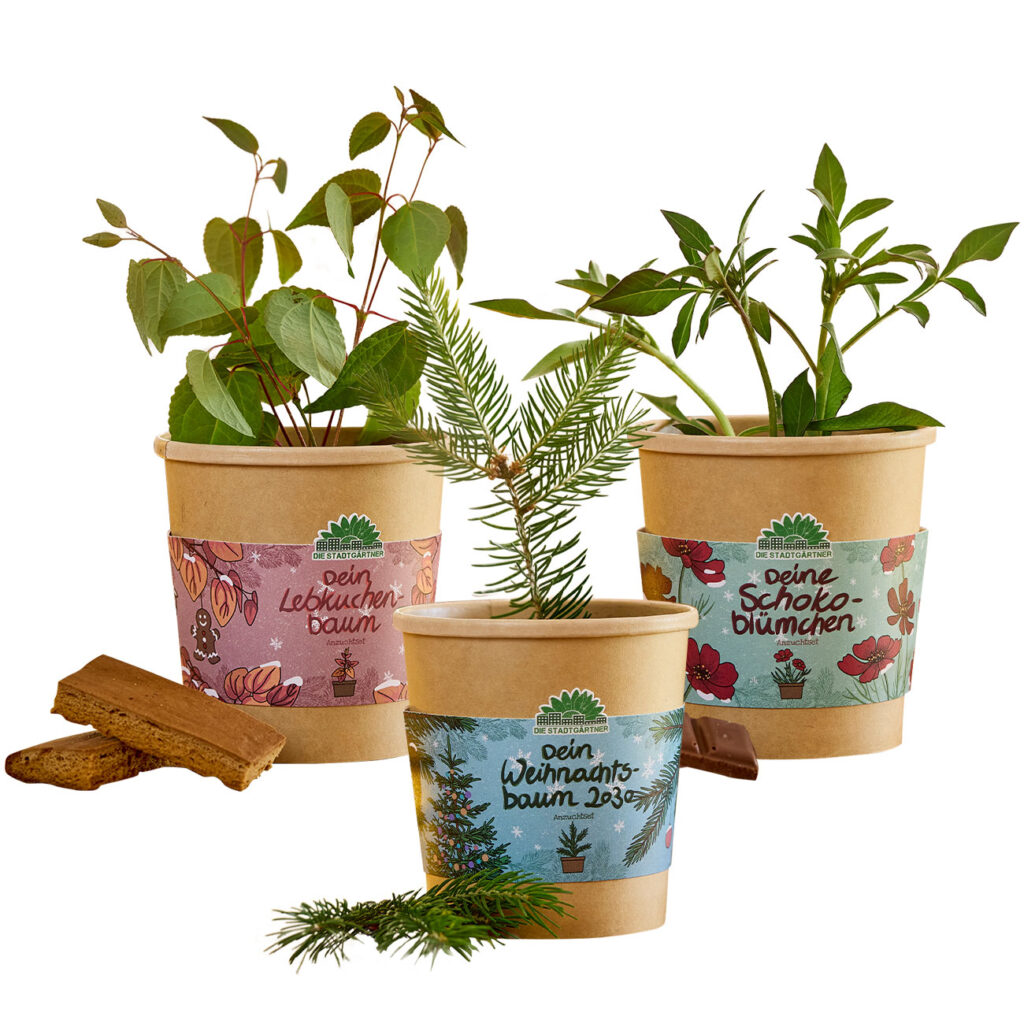 3er-Anzucht-Set: Schokoblume, Lebkuchenbaum & Fichte