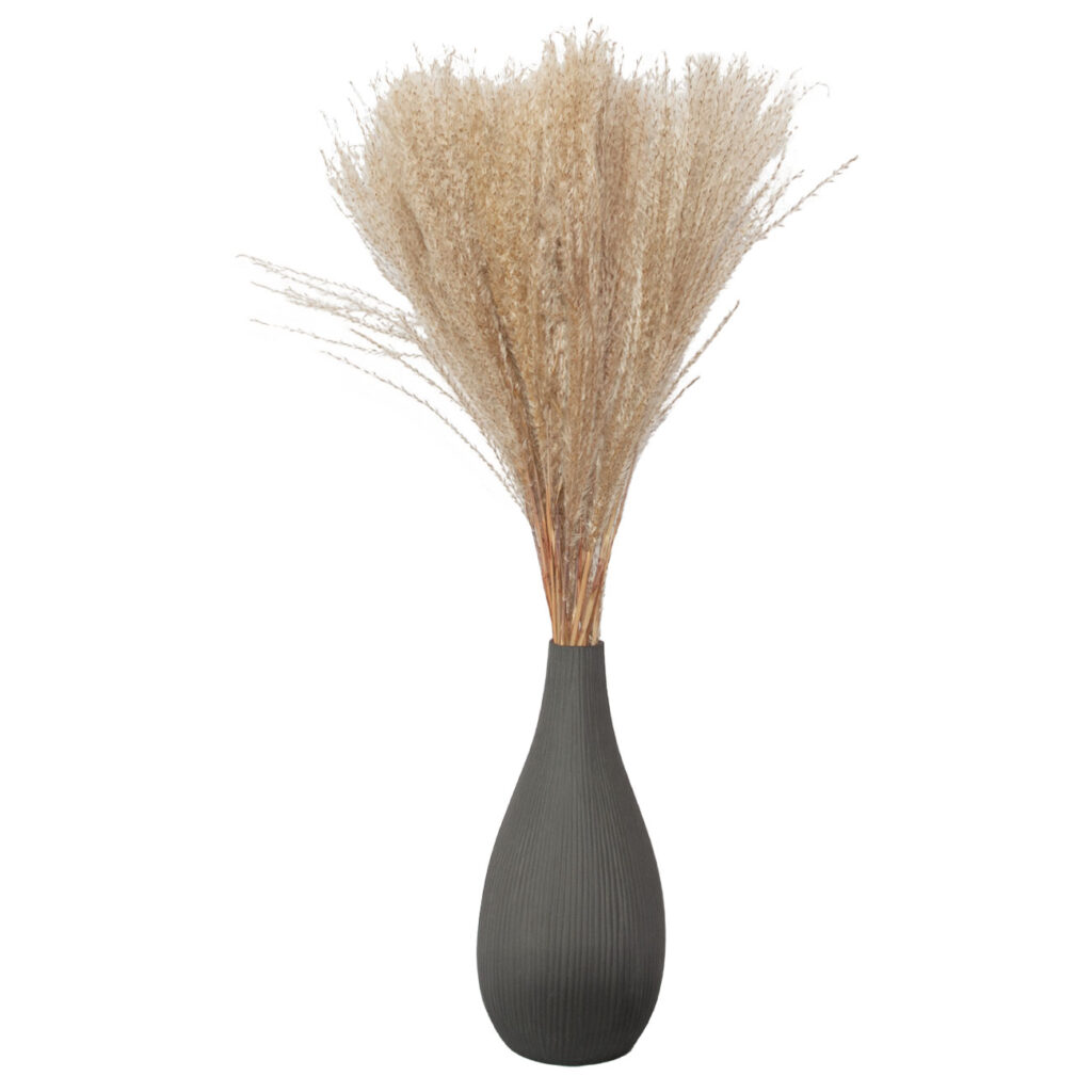 Pampasgras fein, 50 Zweige, natur, getrocknet, ca. 90 cm