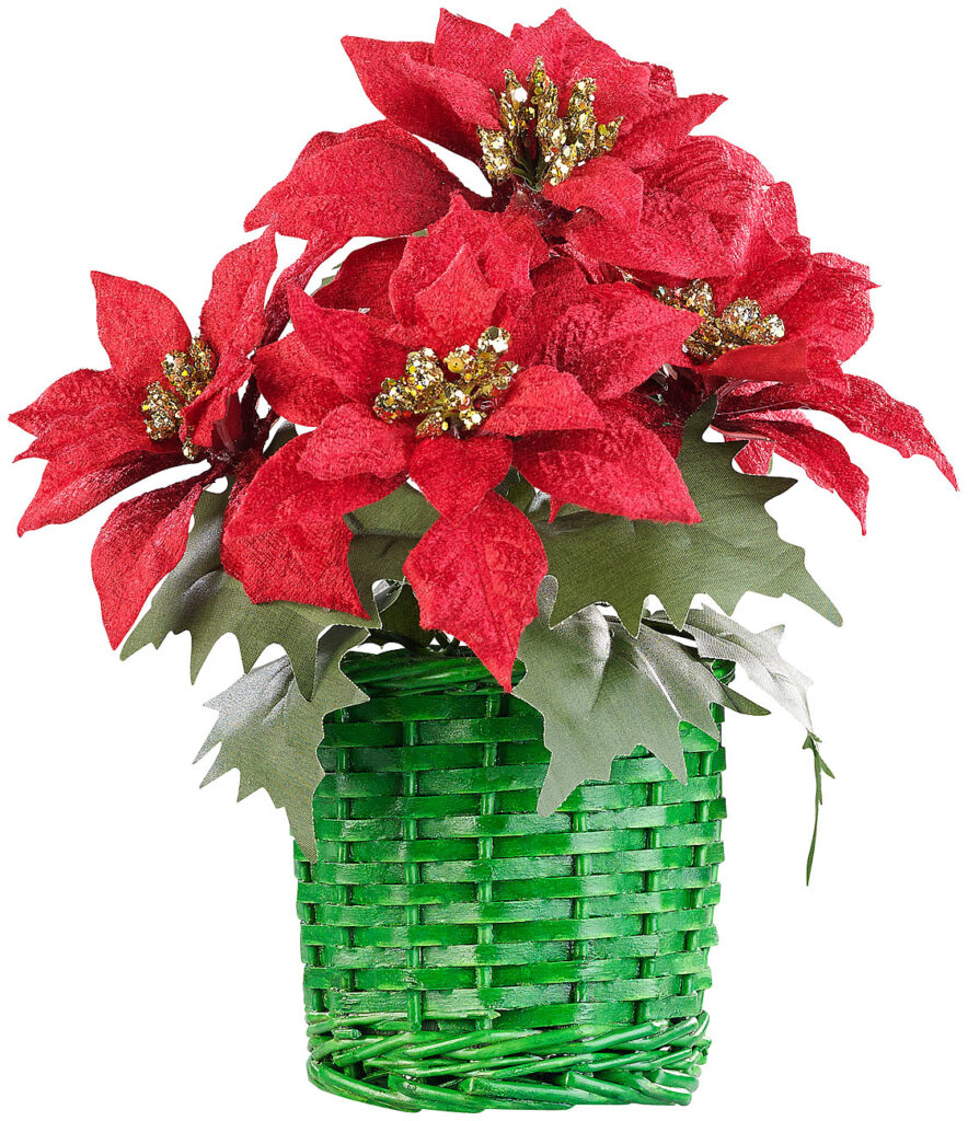 Weihnachts-Gesteck mit Weihnachtssternen im geflochtenem Korb, 22 cm